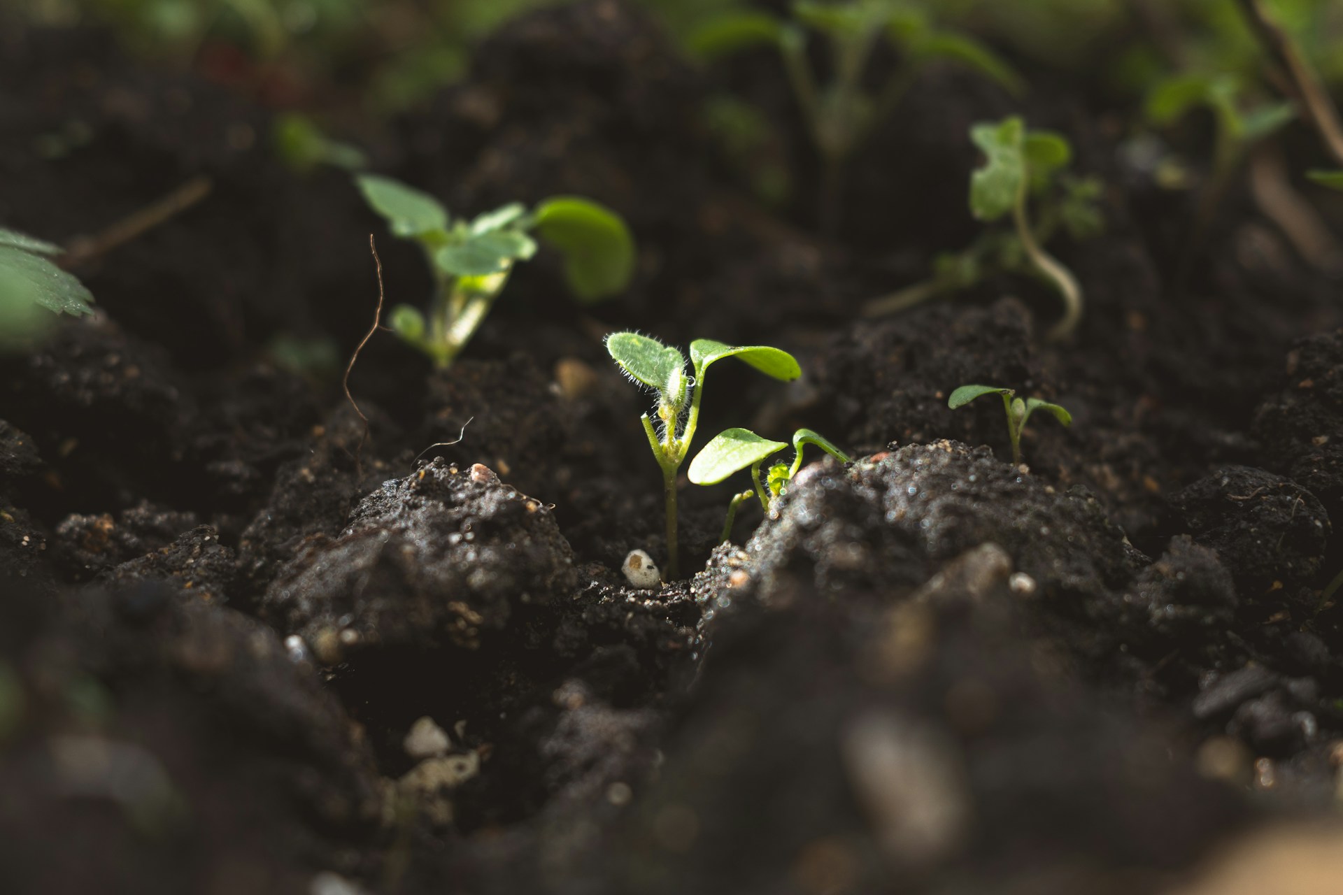 gardening tips extend growing season
